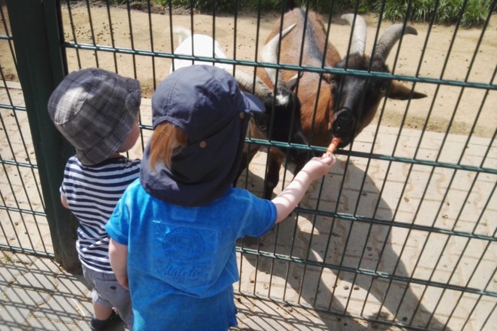 Kleinkinder füttern Ziegen im Opel-Zoo Kronberg