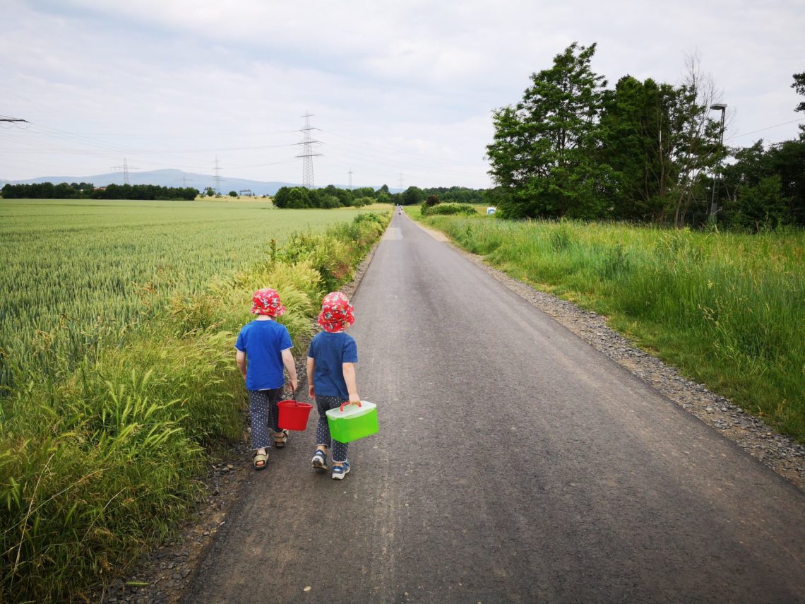Erdbeerpflücken auf dem Erdbeerfeld in Praunheim