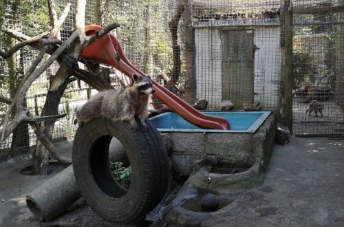 Verspielte Waschbären im Waldzoo Offenbach