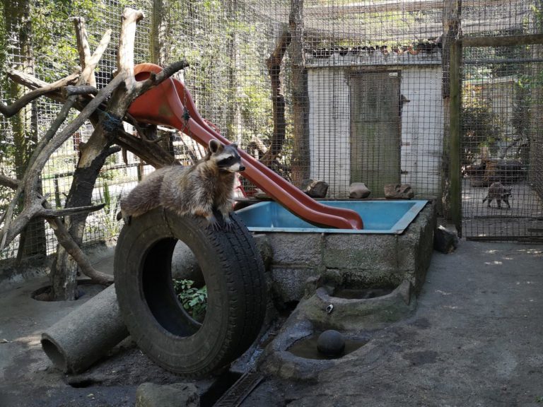Verspielte Waschbären im Waldzoo Offenbach