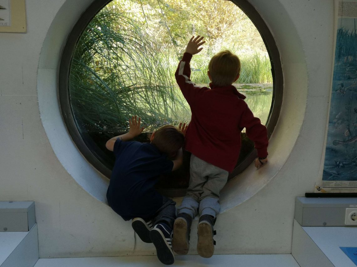 Durch das Bullauge können die Jungs den Teich und seine Bewohner sehr gut beobachten - Frankfurt mit Kids