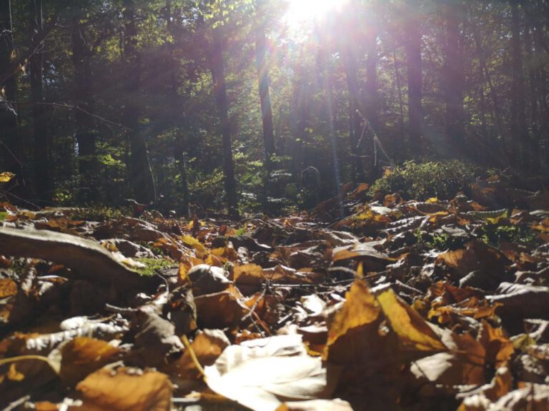Herbst im Frankfurter Stadtwald
