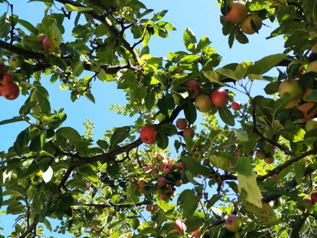 Zum Anbeißen sind die Äpfel des Goethe Gartens im Palmengarten Frankfurt - Frankfurt mit Kids
