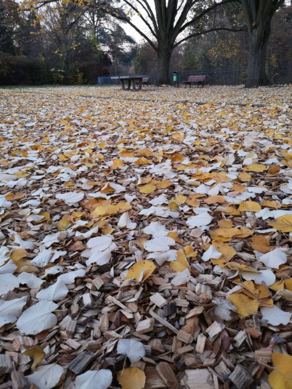 Ein herbstlicher Nachmittag im Solmspark Rödelheim