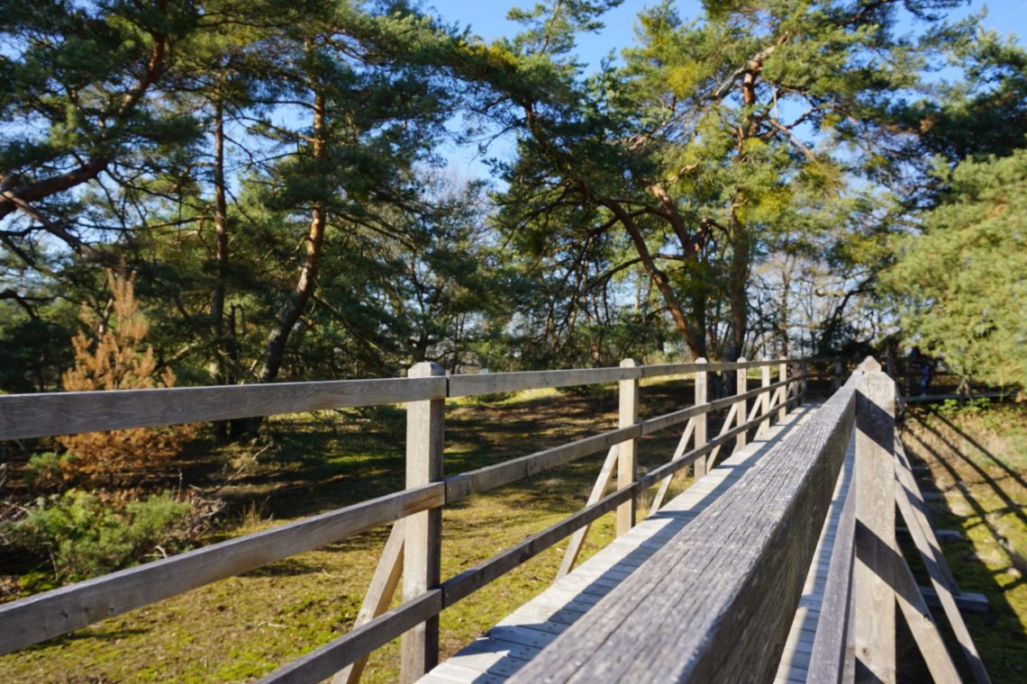 Der Bohlenweg in der Schwanheimer Düne