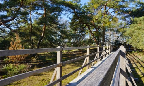 Der Bohlenweg in der Schwanheimer Düne