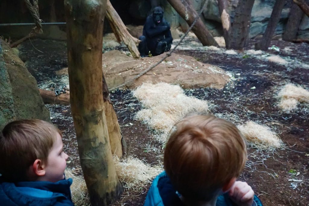 Wer beobachtet wen im Borgori-Wald 