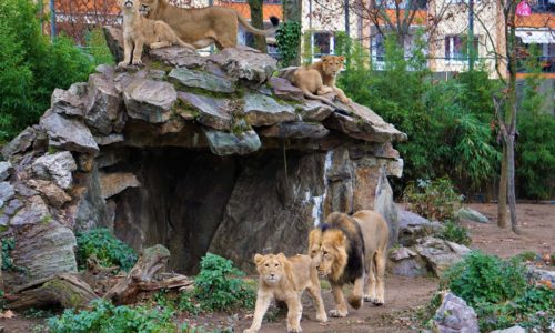 Löwen im Frankfurter Zoo