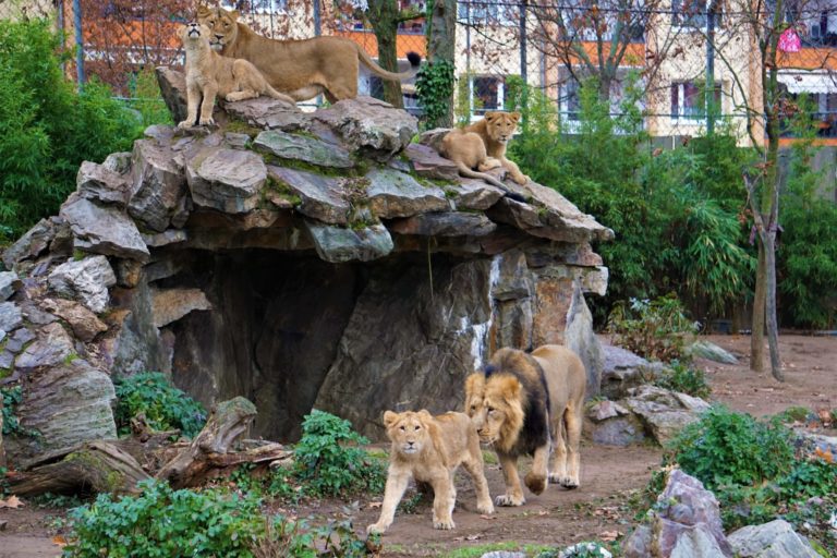 Löwen im Frankfurter Zoo