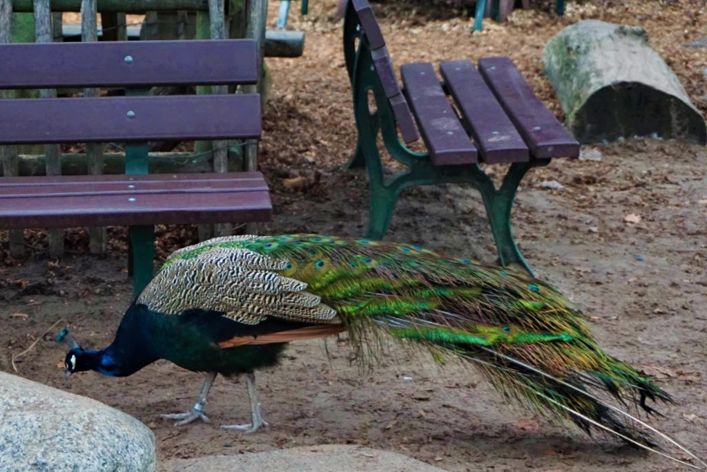 Dem Pfau gefällt es hier auf dem Spielplatz auch