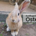 Ostern in Frankfurt