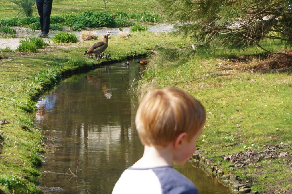 Küken im Kurpark in Bad Nauheim