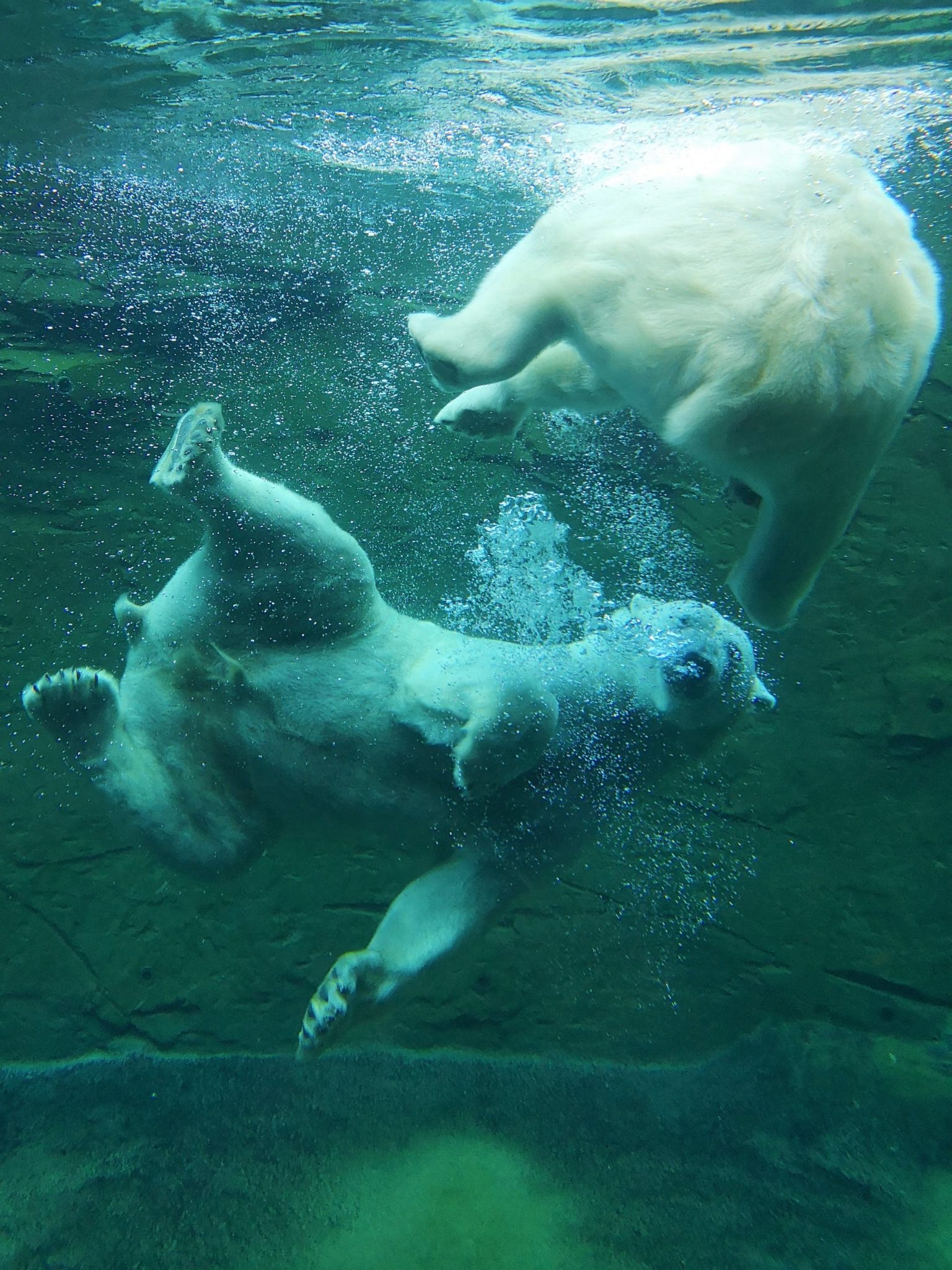 Eisbären schwimmen