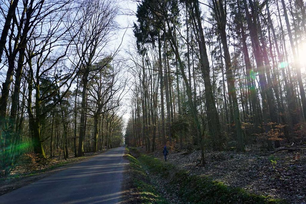 Weg durch den Wald