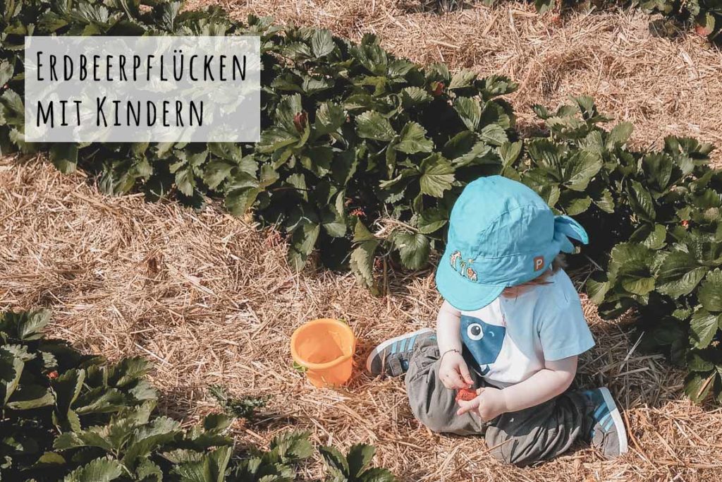 Erdbeerpflücken