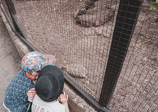 Patenschaft Landschildkröte