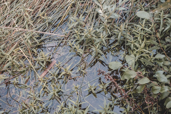 Frösche im Teich