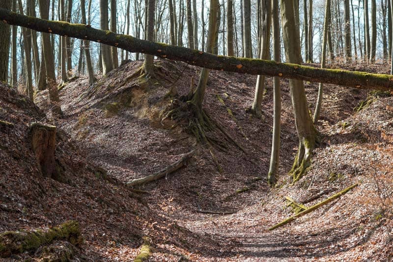 Abenteuer im Wald Ober-Ramstadt