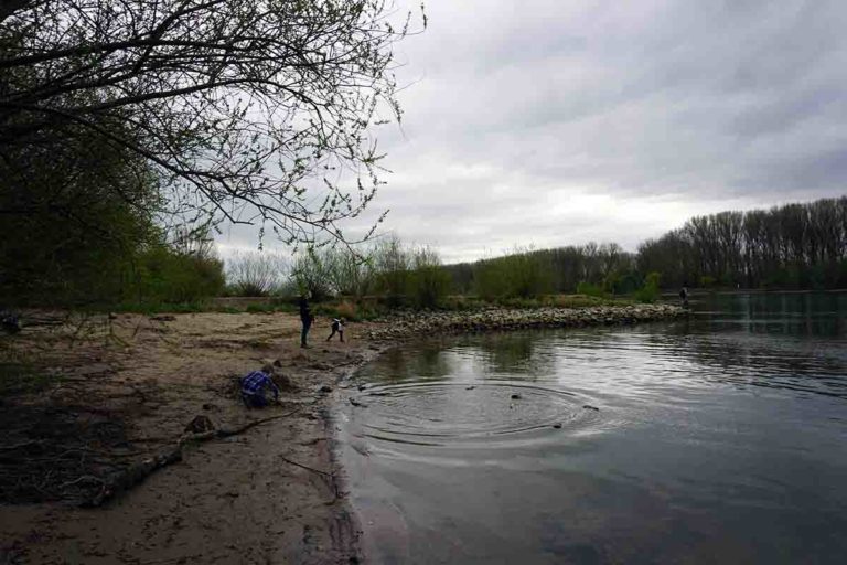 Rheininsel Langenau