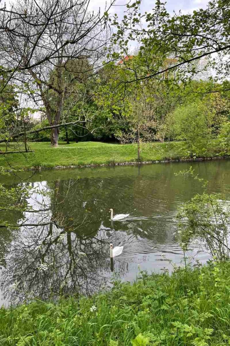 Schwäne auf der Nidda
