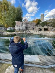 Kind beobachtet die Pinguine im Zoo Frankfurt