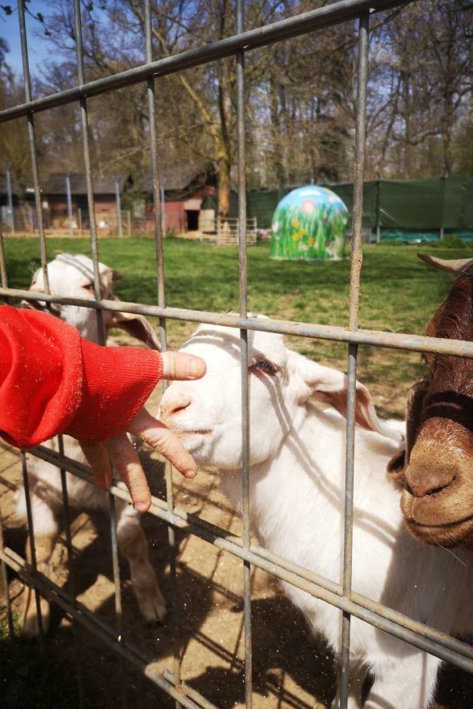 Tiere füttern und streicheln im Tierpark Klosterwald in Lich möglich